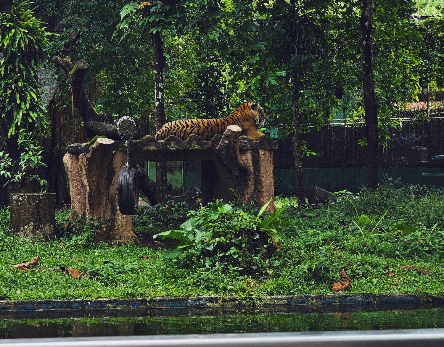 Malaysia Zoo lifestyle photography